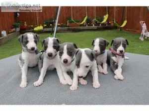 Beautiful blue and white whippet puppies  Text  334-357-6330