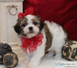 Gorgeous Mal Shi Puppies For Sale