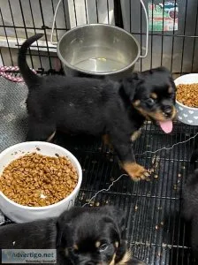 Rottweiler Puppies for sale