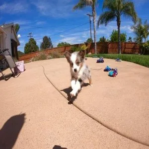 CKCASDR Mini Australian Shepherds (aussie)