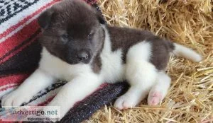 Doubtful Akita Puppies