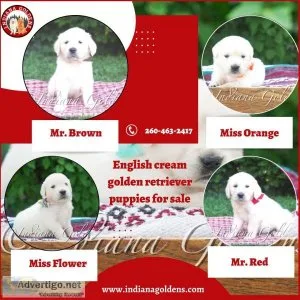 English Cream Golden Retriever puppies for sale &ndash Buy Today