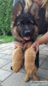 German Shepherd puppies for sale