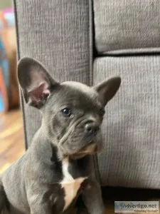 French Bulldog puppies for sale
