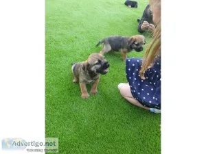 Gorgeous litter of AKC registered border terrier Text  334-357-6