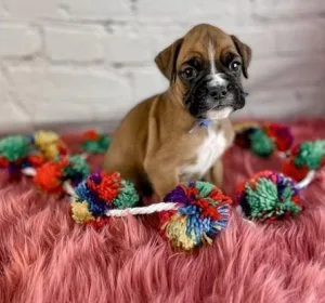 Handsome Boxer Puppies For Sale