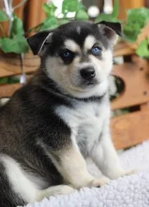 Cheerful Alaskan Klee Kia Puppies For Sale