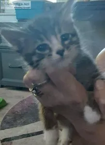 Long haired kittens