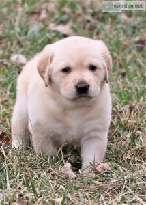 Labrador Retriever puppies for sale