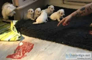 Healthy White 4 Teacup Maltese puppies with excellent temperamen