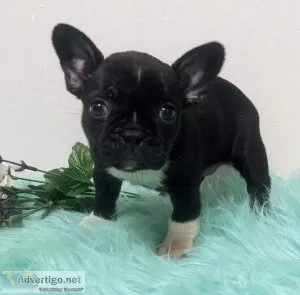 Lovely Frenchton Puppies For Sale..