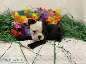 Female Boston Terrier