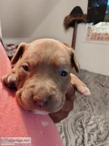 PITBULL PUPPIES FOR SALE