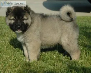 Adorable Caucasian Ovcharka Puppies.