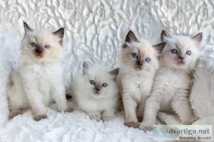 Cute and Lovely Home Raised Ragdoll Kittens.