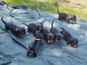 fdjrt5  Dachshund puppies for sale