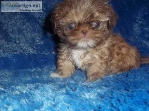 Tiny Imperial Shih Tzu Male