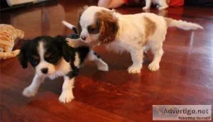 AKC registered Cavalier King Charles Spaniel boys and girs