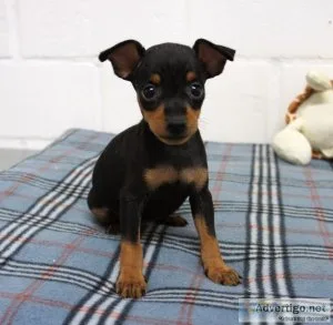 Obedient Carlin Pinscher Puppies.