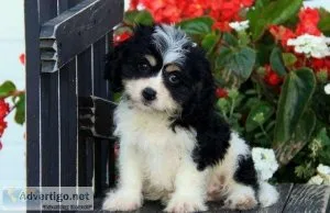 CKC Cavachon Puppies