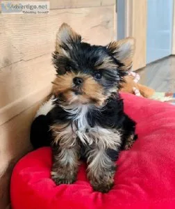 Two Healthy Yorkshire Terrier Puppies Ready