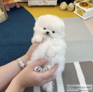 Toy Poodle Needs Rehoming