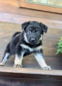 Optimal German Shepherd Puppies For Sale