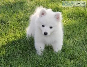 Home Raised American Eskimo Dog Puppies