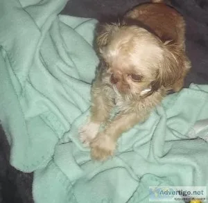 Tiny Imperial Shih Tzu Male