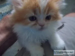EXTRAORDINARY PERSIAN KITTEN