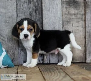 Affectionate Beagle Puppies
