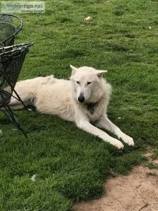 Shepherd  Husky mix