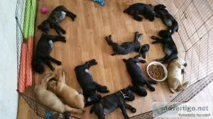 New Litter of Cane Corso Italiano puppies available