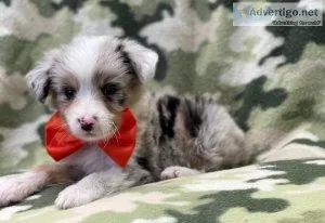 Limping Australia Shepherd Puppies For Sale
