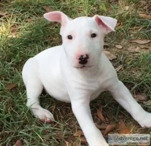 Home Raised Bull Terrier Puppies