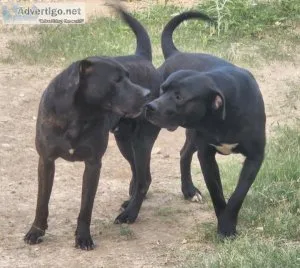FREE LabPit mixes