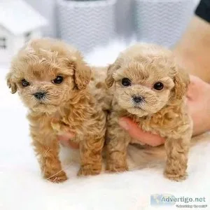Intelligent Miniature Male and Female Poodle Puppies