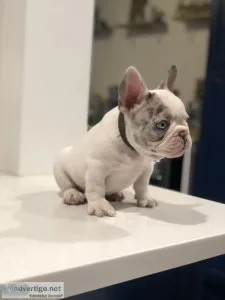 Merle French Bulldog