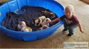 Our family pet Bella has delivere i ts now avaiable to pick up