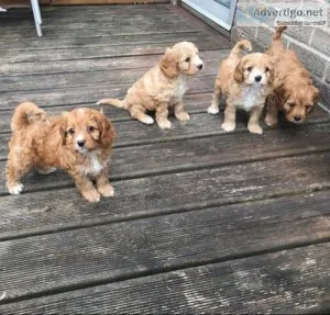 AKC Registered Cavapoo Puppies