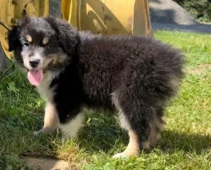 Well Trained Australian Shepherds Puppies