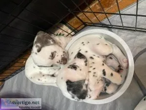 Dalmatian Puppies for Sale