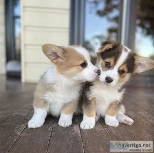 her5u  Pembroke Welsh Corgi puppies