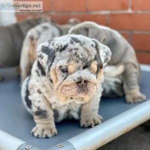 Pure Raised English Bulldog Puppy