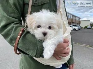 Cute Maltese Puppies Available For New Homes