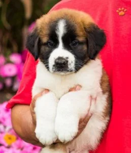 Saint Bernard Puppies For Adoption