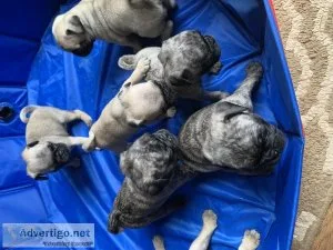 Pug Puppies