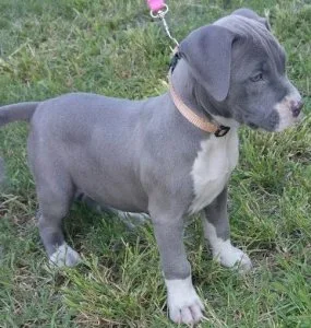 Well Socialized American Pit Bull Terrier Puppies For Sale