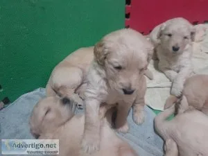 6 week old goldendoodles