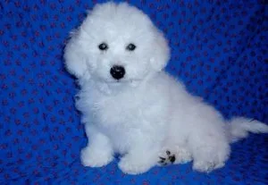 Affectionate Bichon Frise Puppies for Sale.